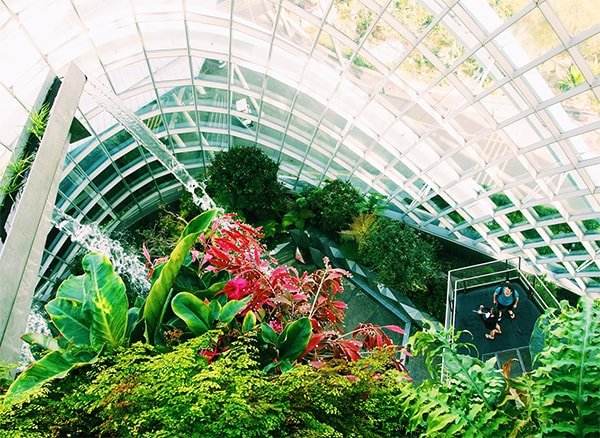 As melhores plantas para cultivar em climas tropicais