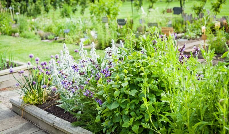 Os Benefícios das Plantas Aromáticas no Jardim