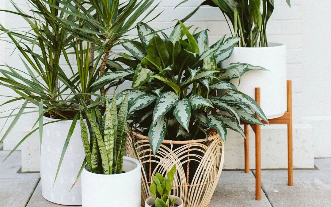 Plantas para Ambientes com Pouca Luz