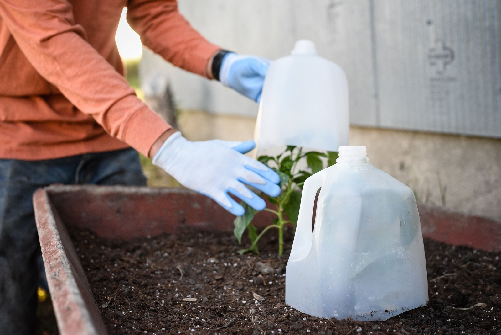 Dicas para proteger suas plantas no inverno