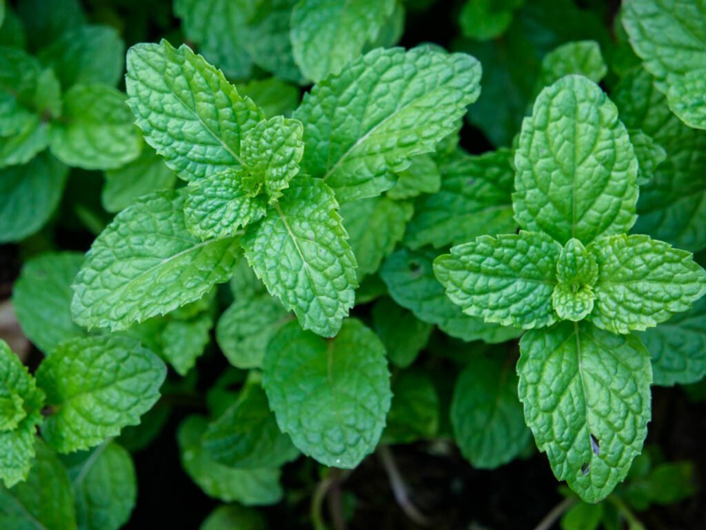 Plantas medicinais que você pode cultivar em casa