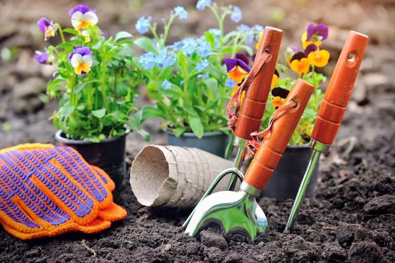 Cuidados essenciais para iniciantes na jardinagem